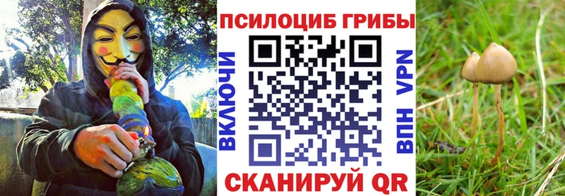 где найти Катайск Псилоцибиновые грибы ЛСД